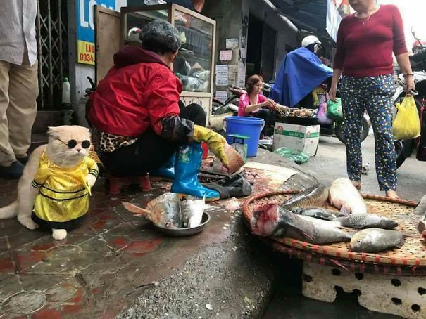 Chú mèo 'hoàng thượng' của Việt Nam đã vi hành sang tận... báo nước ngoài Chú mèo 'hoàng thượng' của Việt Nam đã vi hành sang tận... báo nước ngoài