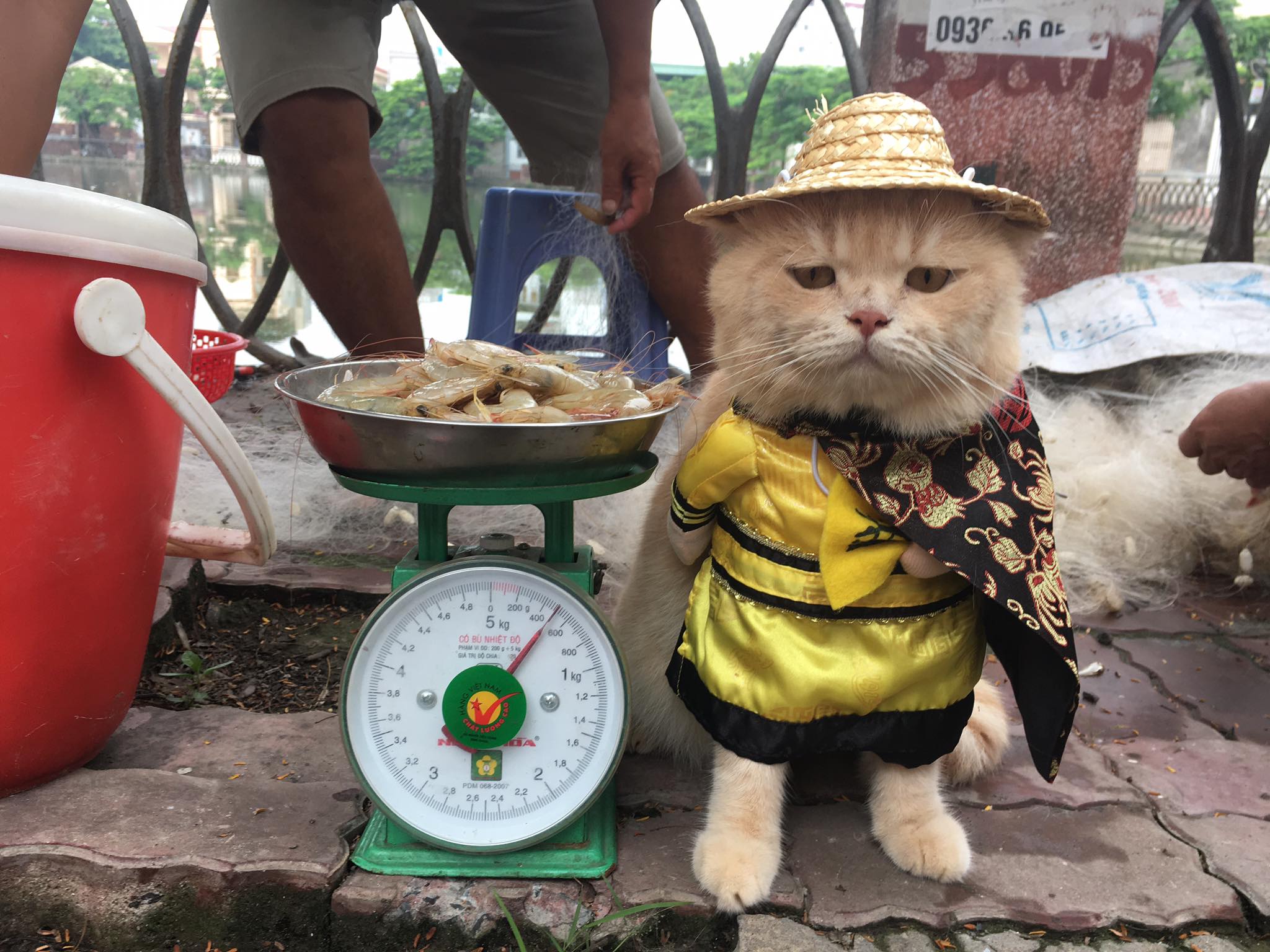 Chú mèo 'hoàng thượng' của Việt Nam đã vi hành sang tận... báo nước ngoài Chú mèo 'hoàng thượng' của Việt Nam đã vi hành sang tận... báo nước ngoài