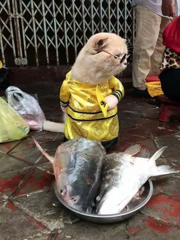 Chú mèo 'hoàng thượng' của Việt Nam đã vi hành sang tận... báo nước ngoài Chú mèo 'hoàng thượng' của Việt Nam đã vi hành sang tận... báo nước ngoài
