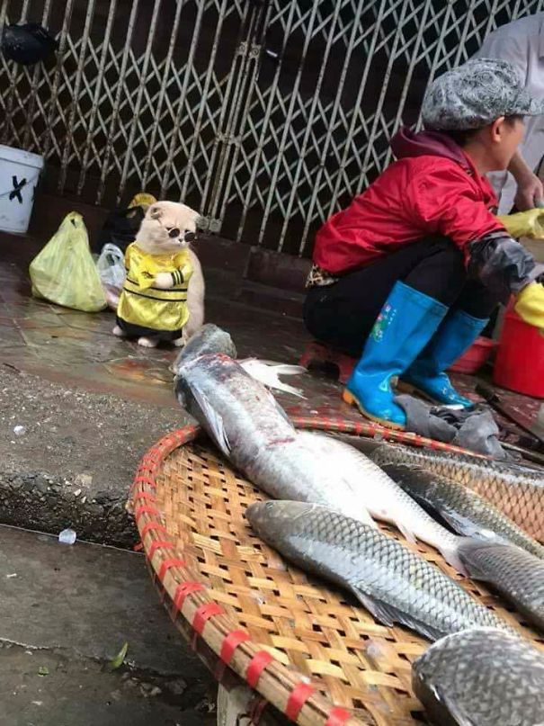 Chú mèo 'hoàng thượng' của Việt Nam đã vi hành sang tận... báo nước ngoài Chú mèo 'hoàng thượng' của Việt Nam đã vi hành sang tận... báo nước ngoài