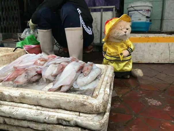 Chú mèo 'hoàng thượng' của Việt Nam đã vi hành sang tận... báo nước ngoài Chú mèo 'hoàng thượng' của Việt Nam đã vi hành sang tận... báo nước ngoài