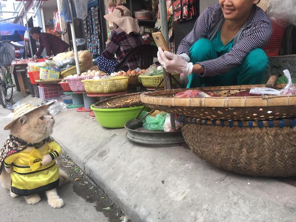 Chú mèo 'hoàng thượng' của Việt Nam đã vi hành sang tận... báo nước ngoài Chú mèo 'hoàng thượng' của Việt Nam đã vi hành sang tận... báo nước ngoài