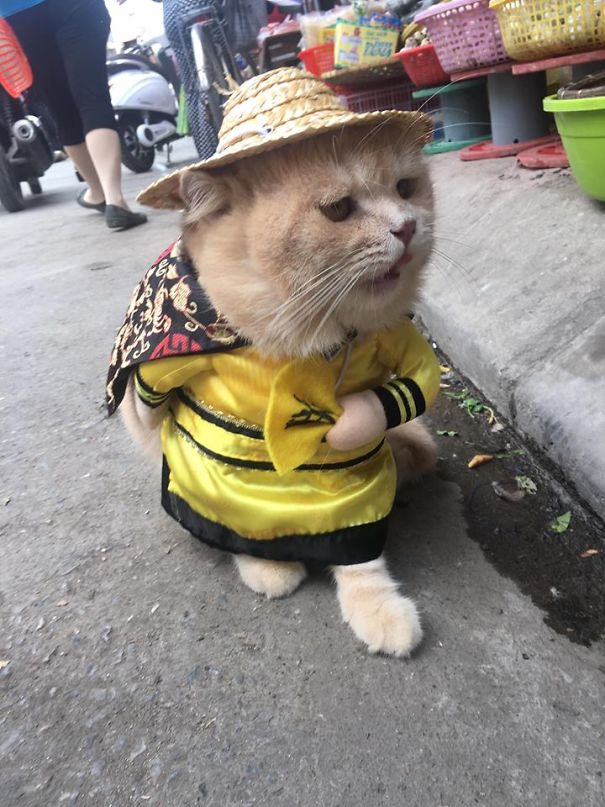 Chú mèo 'hoàng thượng' của Việt Nam đã vi hành sang tận... báo nước ngoài Chú mèo 'hoàng thượng' của Việt Nam đã vi hành sang tận... báo nước ngoài