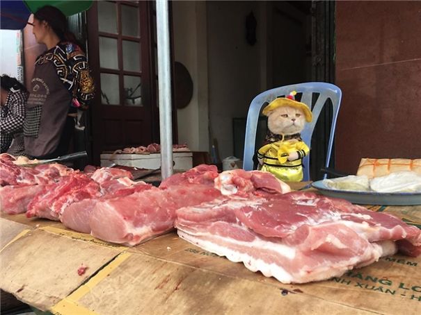 Chú mèo 'hoàng thượng' của Việt Nam đã vi hành sang tận... báo nước ngoài Chú mèo 'hoàng thượng' của Việt Nam đã vi hành sang tận... báo nước ngoài