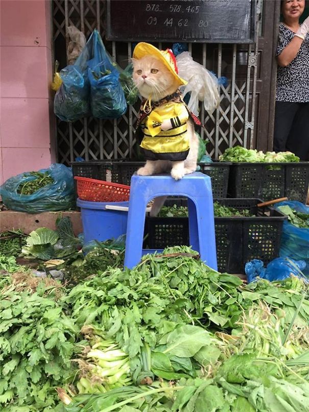 Chú mèo 'hoàng thượng' của Việt Nam đã vi hành sang tận... báo nước ngoài Chú mèo 'hoàng thượng' của Việt Nam đã vi hành sang tận... báo nước ngoài