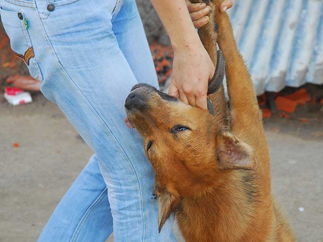 Chú chó bị đánh bả được cứu sống thần kỳ nhờ ăn trứng gà Chú chó bị đánh bả được cứu sống thần kỳ nhờ ăn trứng gà