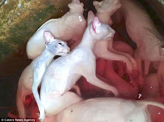 Báo nước ngoài lên án tình trạng ăn thịt mèo ở Việt Nam Báo nước ngoài lên án tình trạng ăn thịt mèo ở Việt Nam