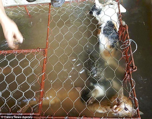 Báo nước ngoài lên án tình trạng ăn thịt mèo ở Việt Nam Báo nước ngoài lên án tình trạng ăn thịt mèo ở Việt Nam