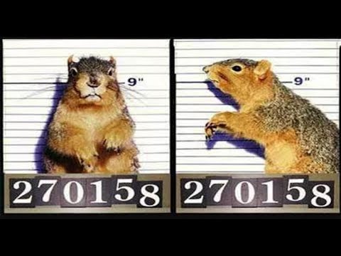 Một phụ nữ bị bắt vì huấn luyện sóc tấn công trả thù bạn trai cũ Một phụ nữ bị bắt vì huấn luyện sóc tấn công trả thù bạn trai cũ