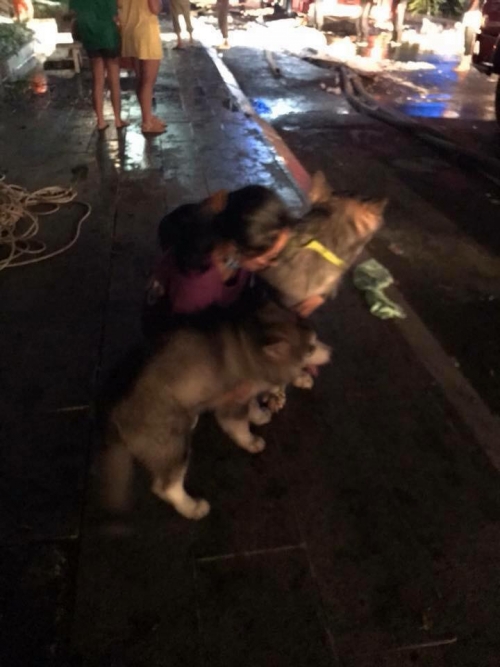 Số phận các em thú cưng sau vụ hỏa hoạn ở chung cư Carina? Số phận các em thú cưng sau vụ hỏa hoạn ở chung cư Carina?