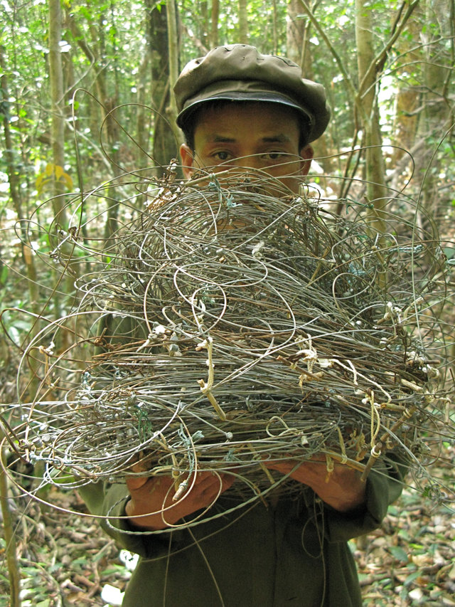 'Kỳ lân Châu Á' - Loài thú bí ẩn sinh sống tại Việt Nam có nguy cơ tuyệt chủng 'Kỳ lân Châu Á' - Loài thú bí ẩn sinh sống tại Việt Nam có nguy cơ tuyệt chủng