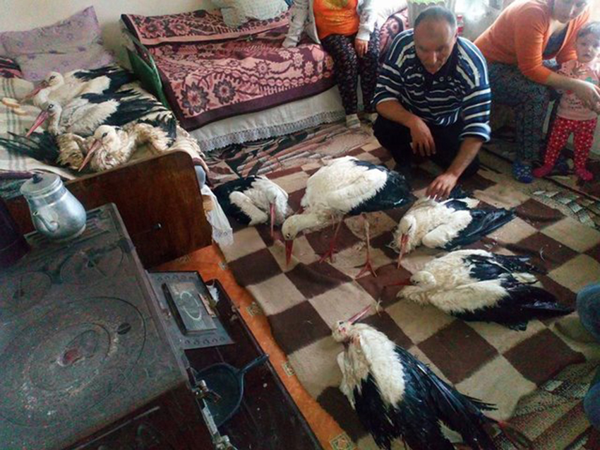 Dân Bungari mở cửa nhà đón cò hoang dã vào sưởi ấm giữa ngày giá rét Dân Bungari mở cửa nhà đón cò hoang dã vào sưởi ấm giữa ngày giá rét
