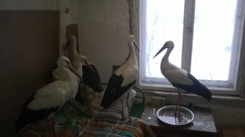 Dân Bungari mở cửa nhà đón cò hoang dã vào sưởi ấm giữa ngày giá rét Dân Bungari mở cửa nhà đón cò hoang dã vào sưởi ấm giữa ngày giá rét
