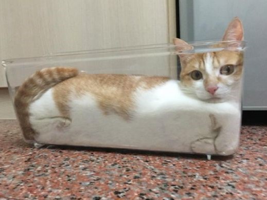 Mèo là 1 loại chất lỏng, nhưng thỉnh thoảng cũng không đúng lắm... Mèo là 1 loại chất lỏng, nhưng thỉnh thoảng cũng không đúng lắm...