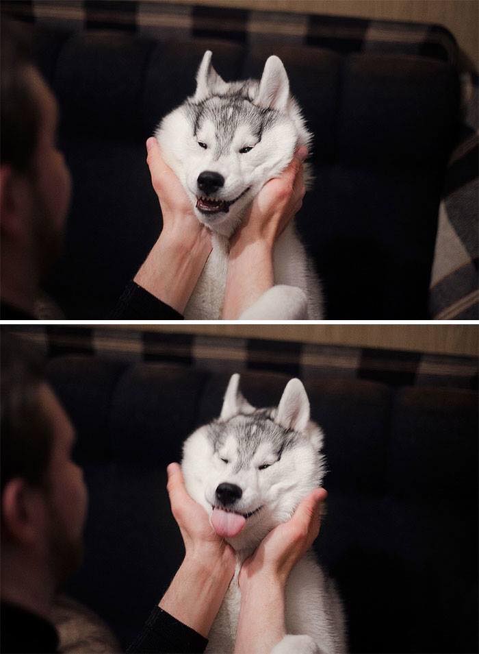 Các sen đã chứng minh Husky và Alaska là giống loài mặt ngáo nhất hành tinh Các sen đã chứng minh Husky và Alaska là giống loài mặt ngáo nhất hành tinh
