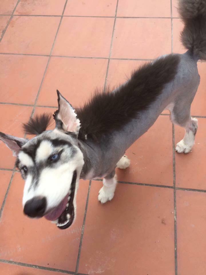 Các sen đã chứng minh Husky và Alaska là giống loài mặt ngáo nhất hành tinh Các sen đã chứng minh Husky và Alaska là giống loài mặt ngáo nhất hành tinh