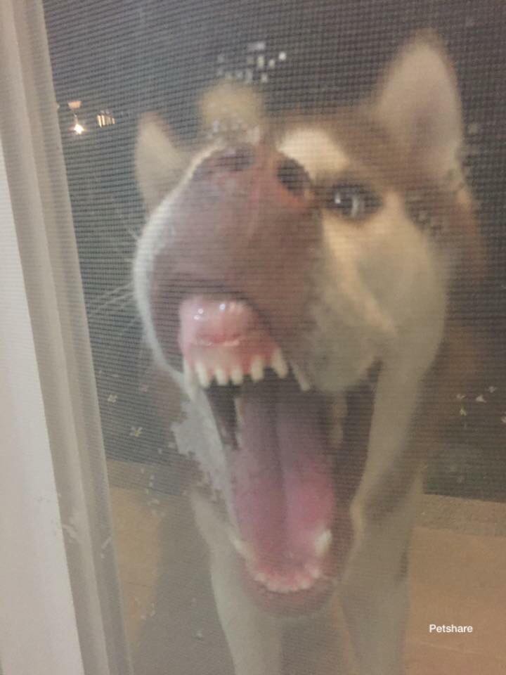 Các sen đã chứng minh Husky và Alaska là giống loài mặt ngáo nhất hành tinh Các sen đã chứng minh Husky và Alaska là giống loài mặt ngáo nhất hành tinh