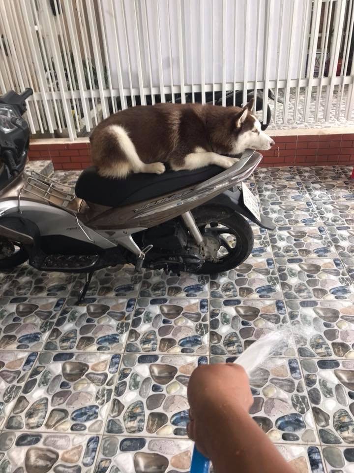 Các sen đã chứng minh Husky và Alaska là giống loài mặt ngáo nhất hành tinh Các sen đã chứng minh Husky và Alaska là giống loài mặt ngáo nhất hành tinh