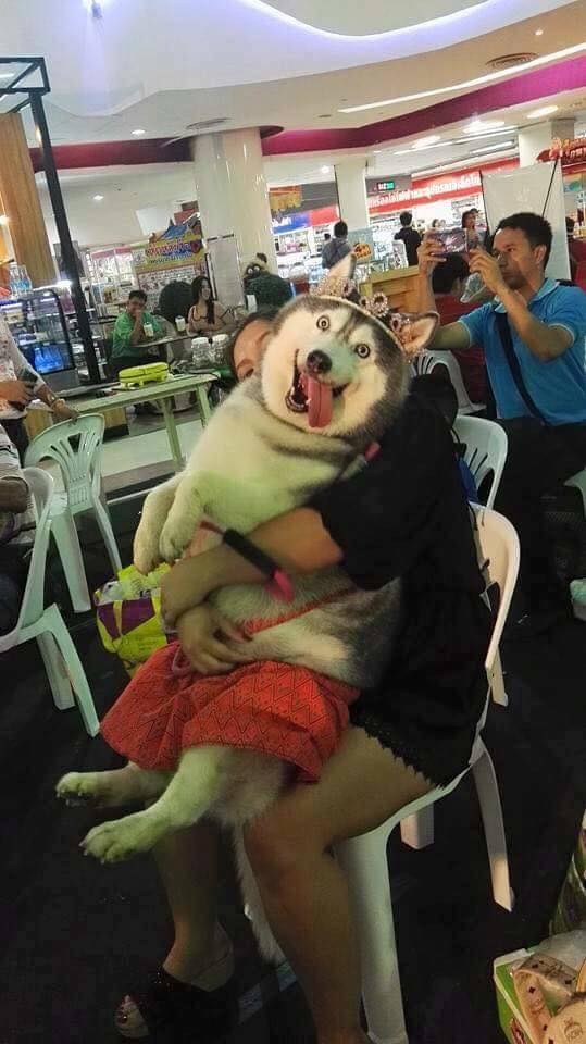 Các sen đã chứng minh Husky và Alaska là giống loài mặt ngáo nhất hành tinh Các sen đã chứng minh Husky và Alaska là giống loài mặt ngáo nhất hành tinh