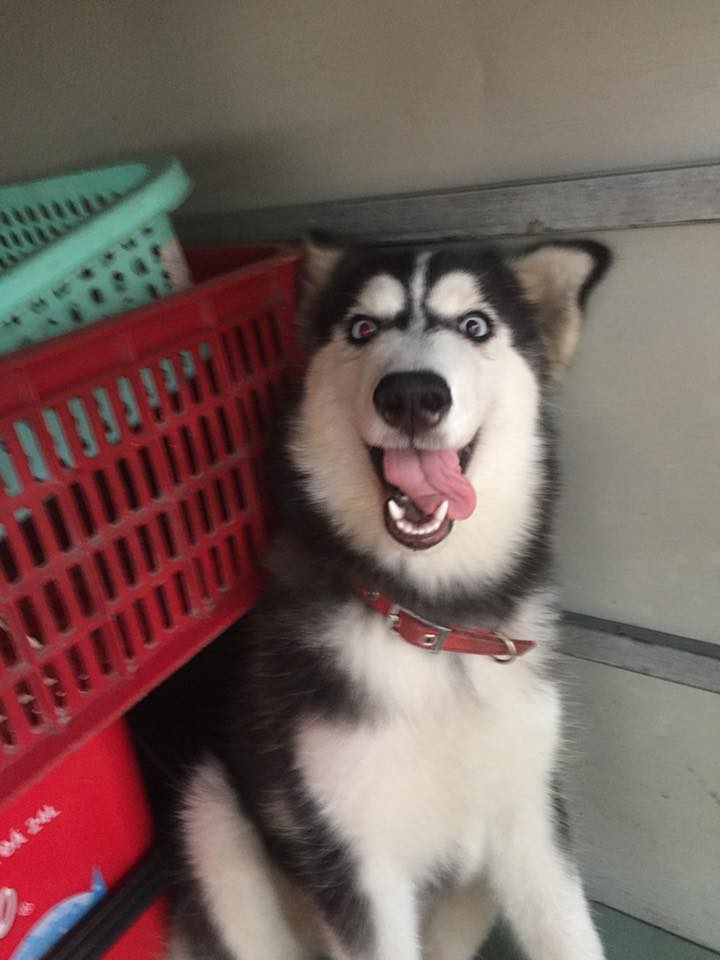 Các sen đã chứng minh Husky và Alaska là giống loài mặt ngáo nhất hành tinh Các sen đã chứng minh Husky và Alaska là giống loài mặt ngáo nhất hành tinh