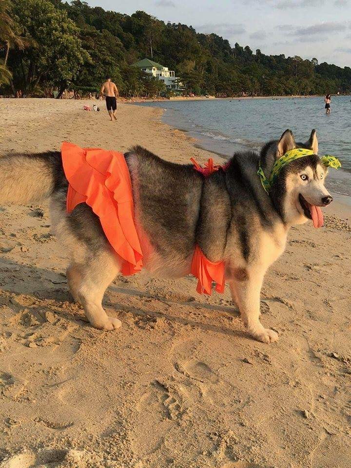 Các sen đã chứng minh Husky và Alaska là giống loài mặt ngáo nhất hành tinh Các sen đã chứng minh Husky và Alaska là giống loài mặt ngáo nhất hành tinh