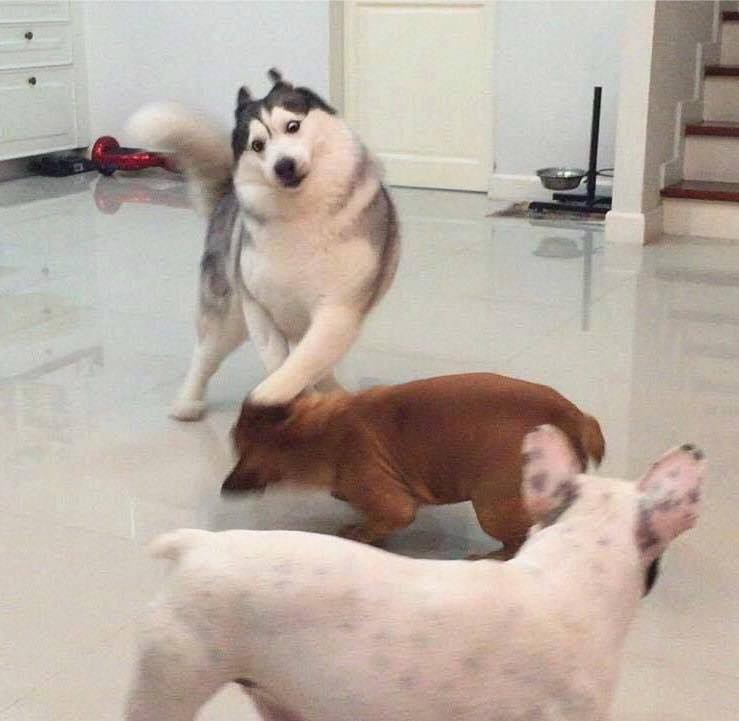 Các sen đã chứng minh Husky và Alaska là giống loài mặt ngáo nhất hành tinh Các sen đã chứng minh Husky và Alaska là giống loài mặt ngáo nhất hành tinh