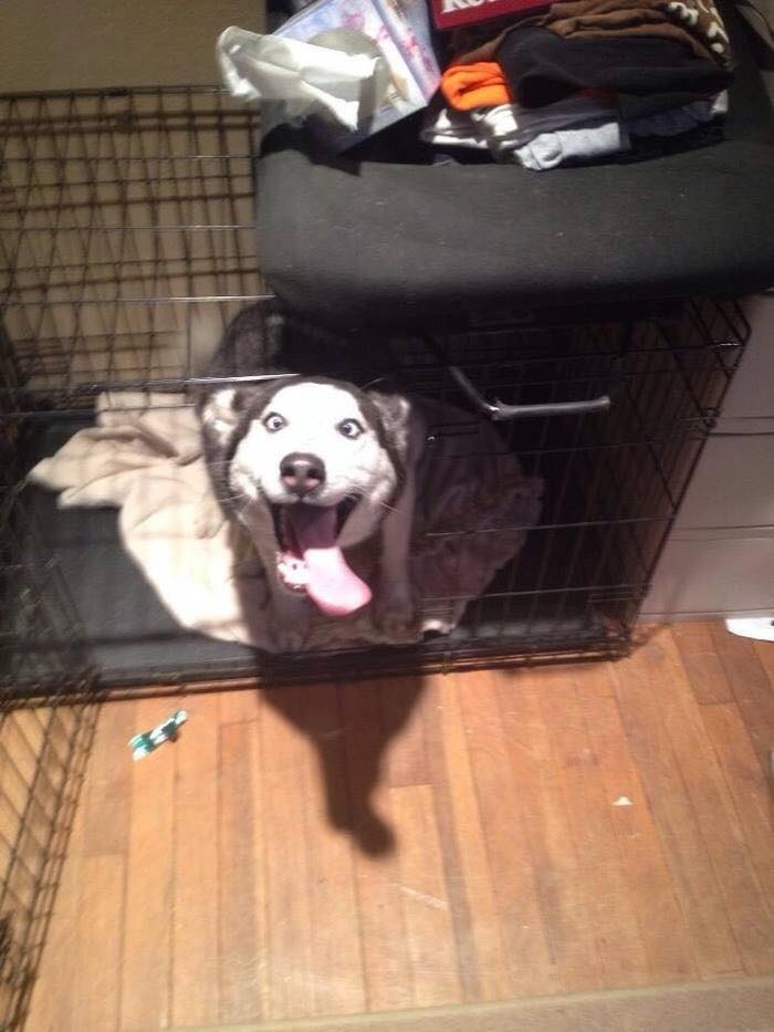 Các sen đã chứng minh Husky và Alaska là giống loài mặt ngáo nhất hành tinh Các sen đã chứng minh Husky và Alaska là giống loài mặt ngáo nhất hành tinh