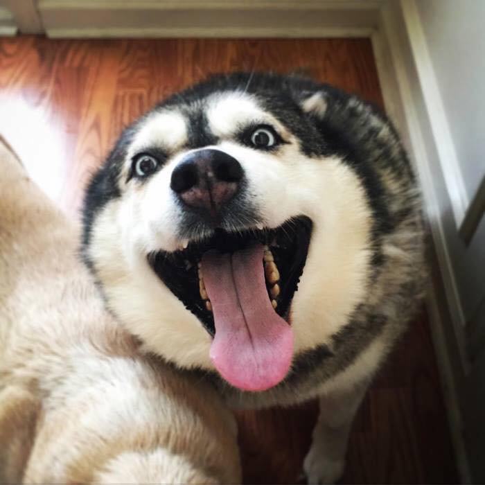 Các sen đã chứng minh Husky và Alaska là giống loài mặt ngáo nhất hành tinh Các sen đã chứng minh Husky và Alaska là giống loài mặt ngáo nhất hành tinh