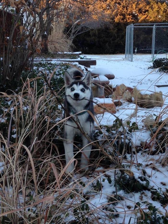 Các sen đã chứng minh Husky và Alaska là giống loài mặt ngáo nhất hành tinh Các sen đã chứng minh Husky và Alaska là giống loài mặt ngáo nhất hành tinh