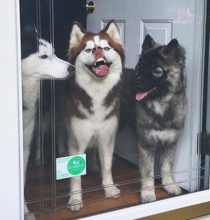 Các sen đã chứng minh Husky và Alaska là giống loài mặt ngáo nhất hành tinh Các sen đã chứng minh Husky và Alaska là giống loài mặt ngáo nhất hành tinh
