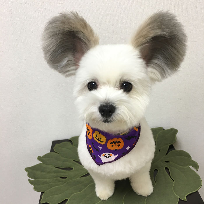Cô chó có đôi tai hệt như chuột Mickey siêu đáng yêu 'đánh cắp' trái tim hàng triệu người Cô chó có đôi tai hệt như chuột Mickey siêu đáng yêu 'đánh cắp' trái tim hàng triệu người