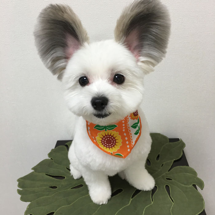 Cô chó có đôi tai hệt như chuột Mickey siêu đáng yêu 'đánh cắp' trái tim hàng triệu người Cô chó có đôi tai hệt như chuột Mickey siêu đáng yêu 'đánh cắp' trái tim hàng triệu người