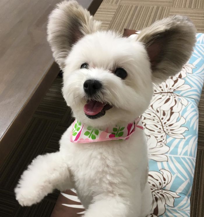 Cô chó có đôi tai hệt như chuột Mickey siêu đáng yêu 'đánh cắp' trái tim hàng triệu người Cô chó có đôi tai hệt như chuột Mickey siêu đáng yêu 'đánh cắp' trái tim hàng triệu người