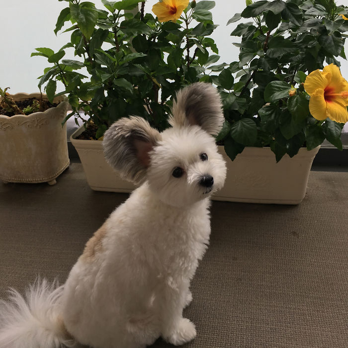 Cô chó có đôi tai hệt như chuột Mickey siêu đáng yêu 'đánh cắp' trái tim hàng triệu người Cô chó có đôi tai hệt như chuột Mickey siêu đáng yêu 'đánh cắp' trái tim hàng triệu người