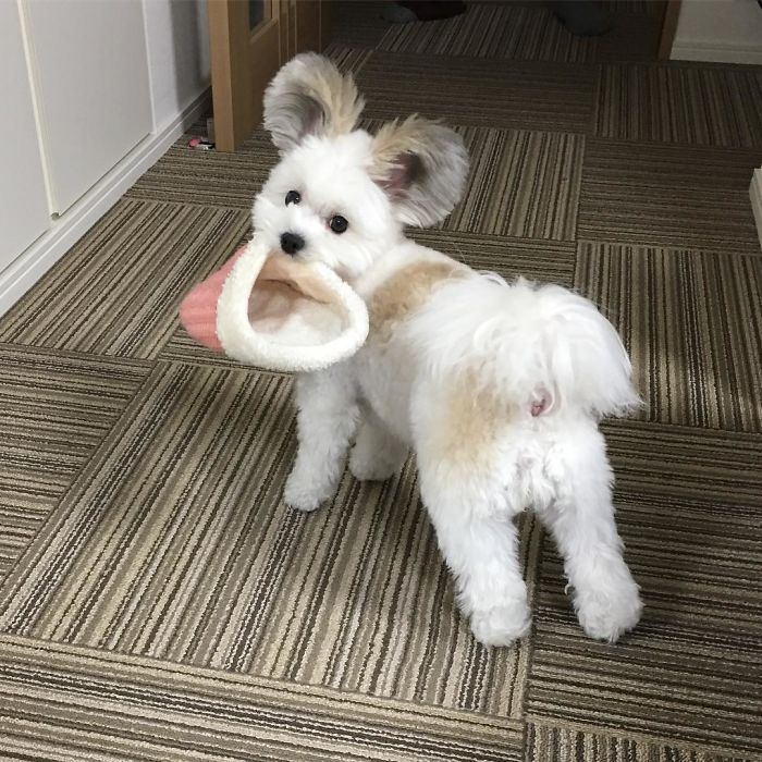 Cô chó có đôi tai hệt như chuột Mickey siêu đáng yêu 'đánh cắp' trái tim hàng triệu người Cô chó có đôi tai hệt như chuột Mickey siêu đáng yêu 'đánh cắp' trái tim hàng triệu người