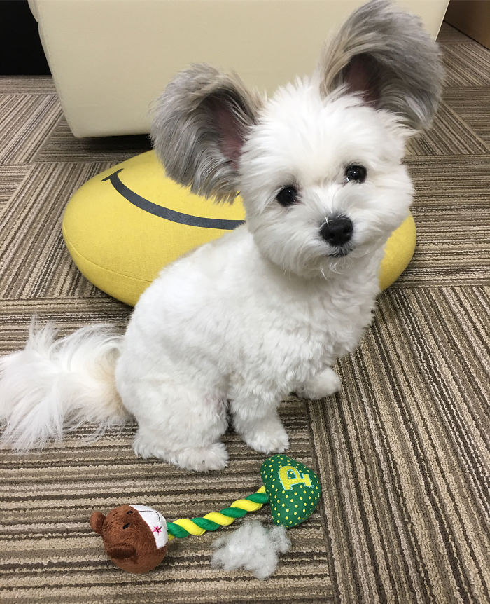 Cô chó có đôi tai hệt như chuột Mickey siêu đáng yêu 'đánh cắp' trái tim hàng triệu người Cô chó có đôi tai hệt như chuột Mickey siêu đáng yêu 'đánh cắp' trái tim hàng triệu người