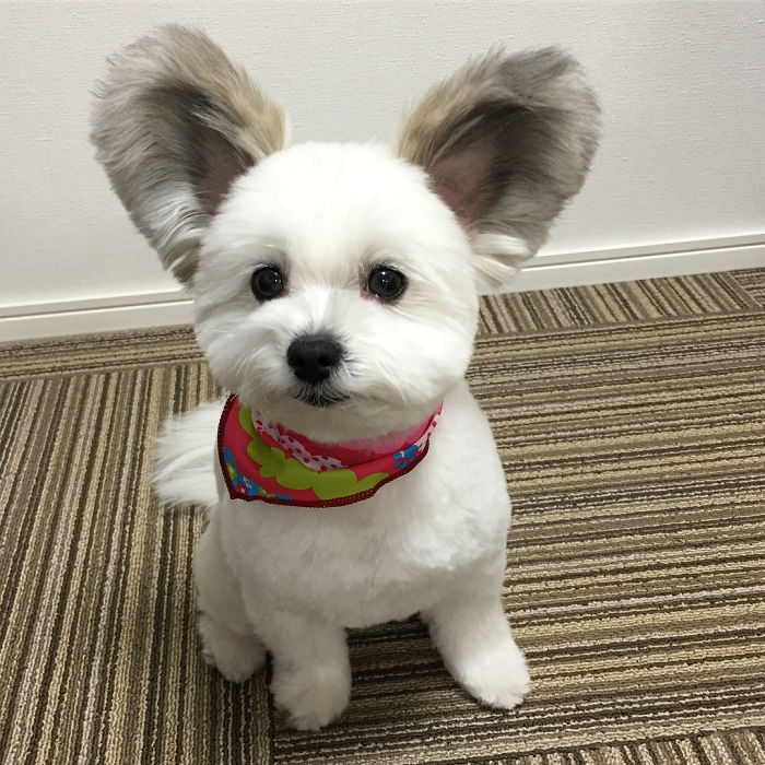 Cô chó có đôi tai hệt như chuột Mickey siêu đáng yêu 'đánh cắp' trái tim hàng triệu người Cô chó có đôi tai hệt như chuột Mickey siêu đáng yêu 'đánh cắp' trái tim hàng triệu người