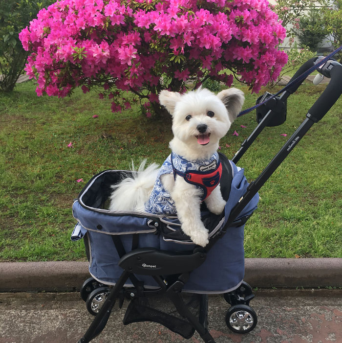 Cô chó có đôi tai hệt như chuột Mickey siêu đáng yêu 'đánh cắp' trái tim hàng triệu người Cô chó có đôi tai hệt như chuột Mickey siêu đáng yêu 'đánh cắp' trái tim hàng triệu người