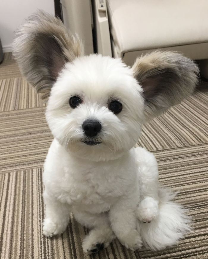 Cô chó có đôi tai hệt như chuột Mickey siêu đáng yêu 'đánh cắp' trái tim hàng triệu người Cô chó có đôi tai hệt như chuột Mickey siêu đáng yêu 'đánh cắp' trái tim hàng triệu người