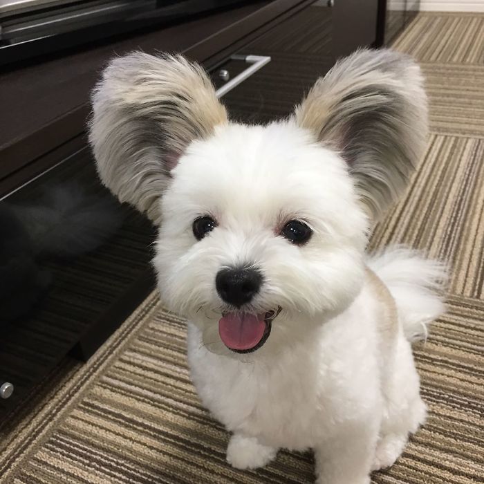 Cô chó có đôi tai hệt như chuột Mickey siêu đáng yêu 'đánh cắp' trái tim hàng triệu người Cô chó có đôi tai hệt như chuột Mickey siêu đáng yêu 'đánh cắp' trái tim hàng triệu người
