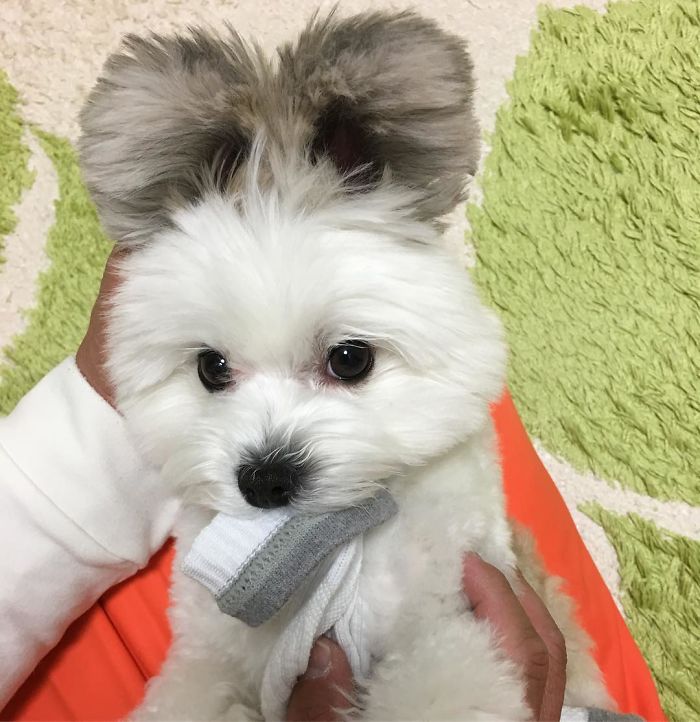 Cô chó có đôi tai hệt như chuột Mickey siêu đáng yêu 'đánh cắp' trái tim hàng triệu người Cô chó có đôi tai hệt như chuột Mickey siêu đáng yêu 'đánh cắp' trái tim hàng triệu người