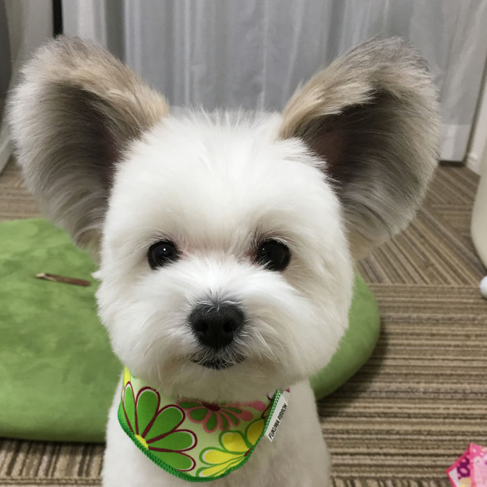 Cô chó có đôi tai hệt như chuột Mickey siêu đáng yêu 'đánh cắp' trái tim hàng triệu người Cô chó có đôi tai hệt như chuột Mickey siêu đáng yêu 'đánh cắp' trái tim hàng triệu người