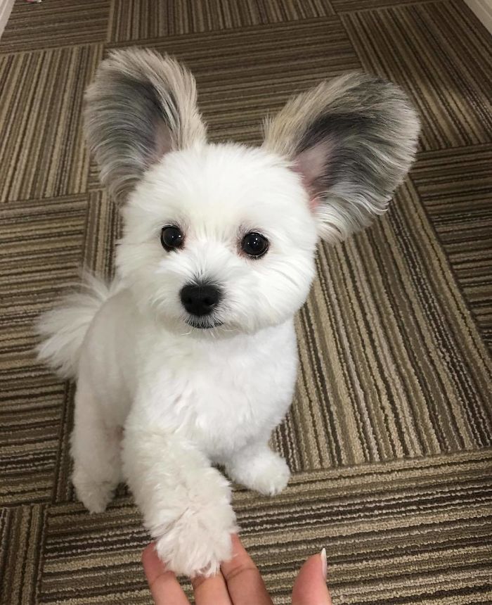 Cô chó có đôi tai hệt như chuột Mickey siêu đáng yêu 'đánh cắp' trái tim hàng triệu người Cô chó có đôi tai hệt như chuột Mickey siêu đáng yêu 'đánh cắp' trái tim hàng triệu người