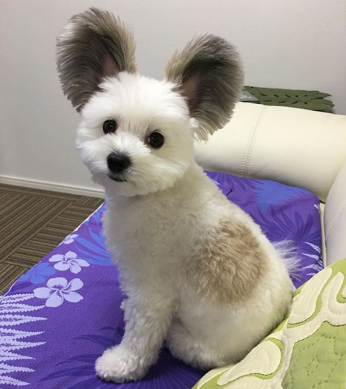Cô chó có đôi tai hệt như chuột Mickey siêu đáng yêu 'đánh cắp' trái tim hàng triệu người Cô chó có đôi tai hệt như chuột Mickey siêu đáng yêu 'đánh cắp' trái tim hàng triệu người