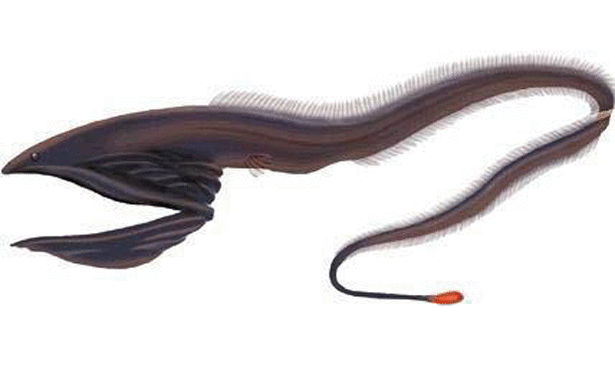 25 loài sinh vật đáng sợ nhất ẩn náu dưới biển sâu (P.2) 25 loài sinh vật đáng sợ nhất ẩn náu dưới biển sâu (P.2)