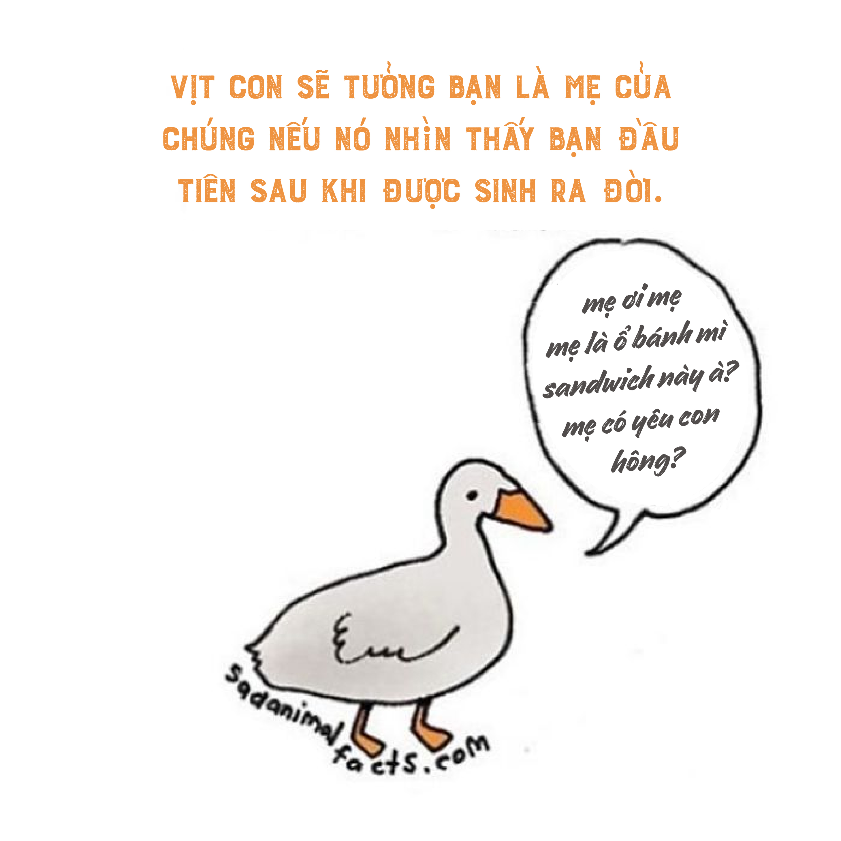 Bộ tranh: 25+ sự thật 'nghiệt ngã' về động vật mà bạn chưa chắc đã biết (P1) Bộ tranh: 25+ sự thật 'nghiệt ngã' về động vật mà bạn chưa chắc đã biết (P1)
