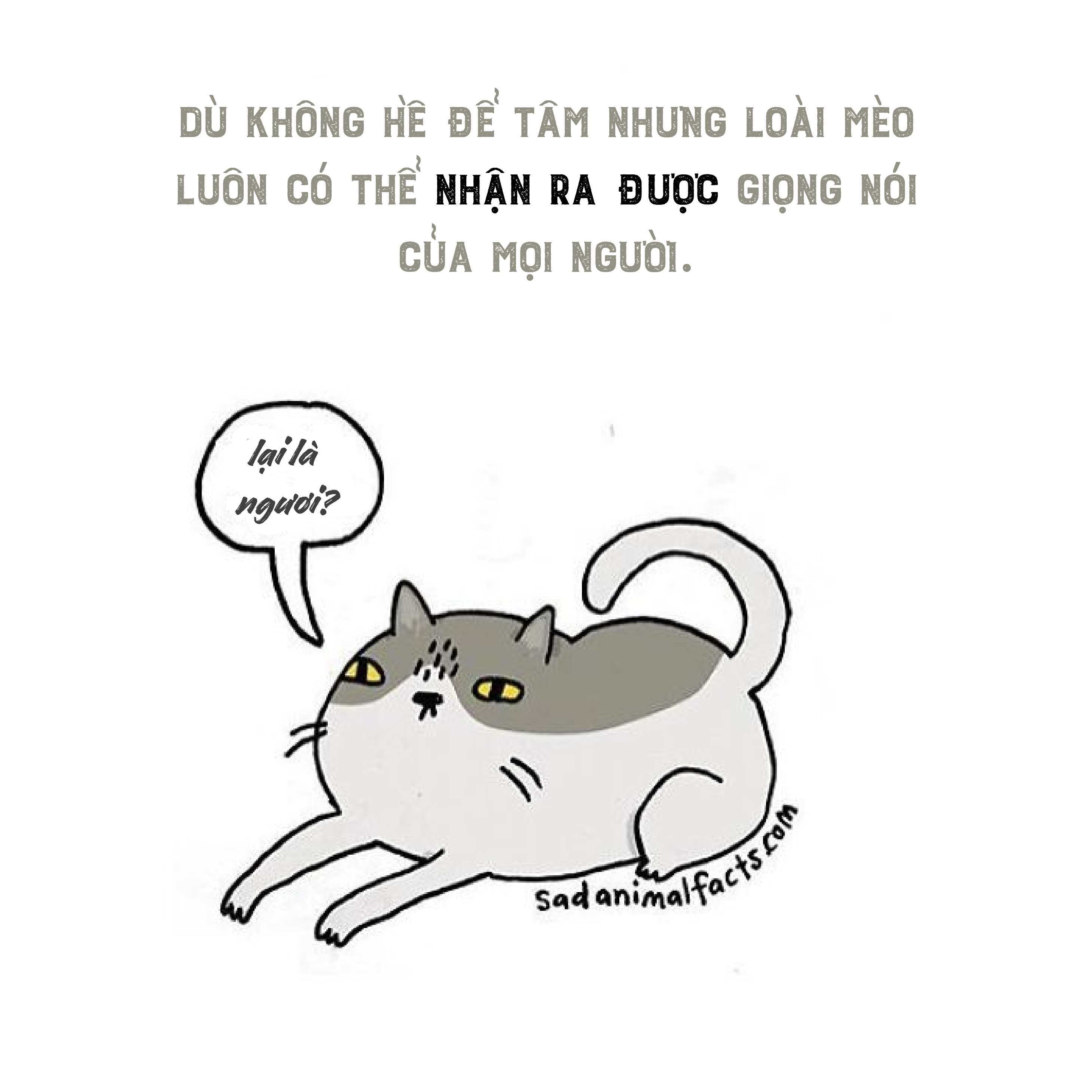 Bộ tranh: 25+ sự thật 'nghiệt ngã' về động vật mà bạn chưa chắc đã biết (P1) Bộ tranh: 25+ sự thật 'nghiệt ngã' về động vật mà bạn chưa chắc đã biết (P1)