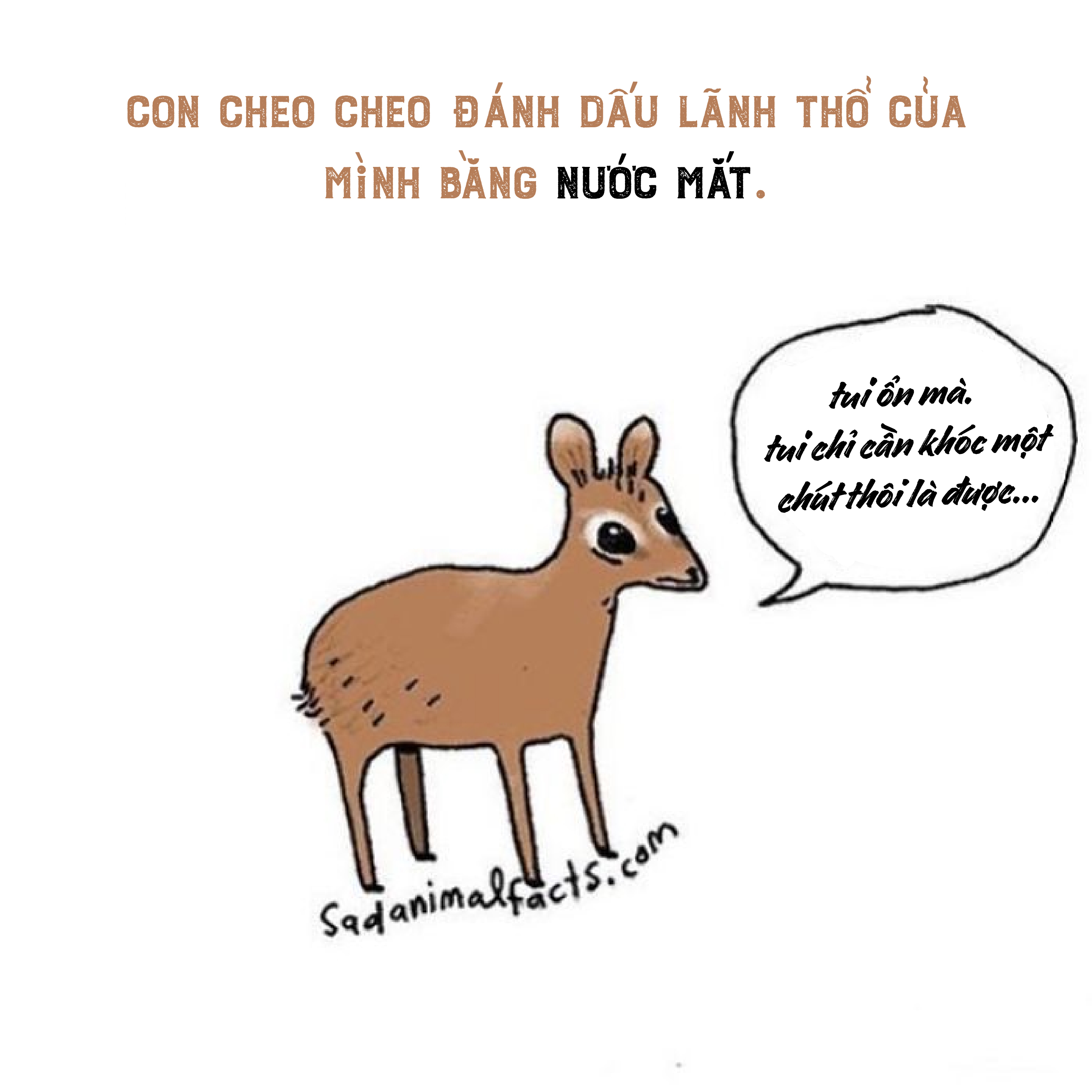 Bộ tranh: 25+ sự thật 'nghiệt ngã' về động vật mà bạn chưa chắc đã biết (P1) Bộ tranh: 25+ sự thật 'nghiệt ngã' về động vật mà bạn chưa chắc đã biết (P1)