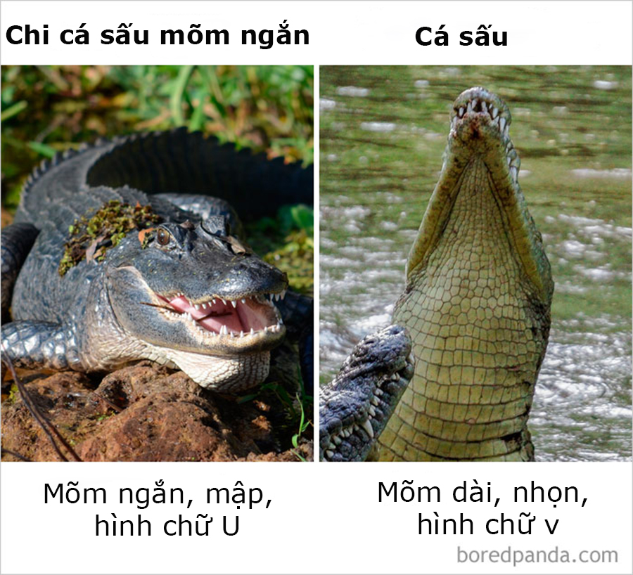 Những điều ngỡ giống nhau nhưng lại khác hoàn toàn mà thiên hạ cứ hay nhầm lẫn Những điều ngỡ giống nhau nhưng lại khác hoàn toàn mà thiên hạ cứ hay nhầm lẫn