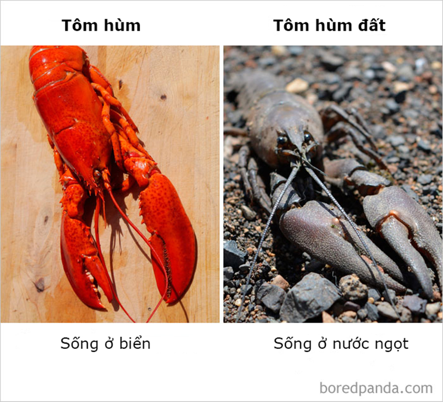 Những điều ngỡ giống nhau nhưng lại khác hoàn toàn mà thiên hạ cứ hay nhầm lẫn Những điều ngỡ giống nhau nhưng lại khác hoàn toàn mà thiên hạ cứ hay nhầm lẫn